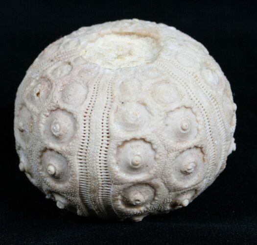 Spectacular Balanocidaris Urchin Fossil - Morocco #4731
